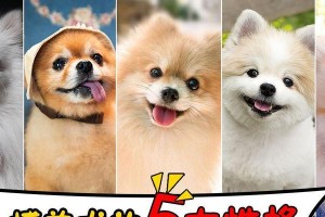 解析博美犬的性格特点（了解博美犬的性格、行为和表现，让你更好地与它们相处）