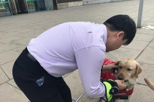 携犬乘车必备小常识（让宠物出行更安全、更舒适）