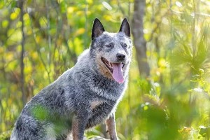 澳大利亚牧牛犬的饲养全指南（了解这种聪明可爱的犬种，打造完美的饲养环境）