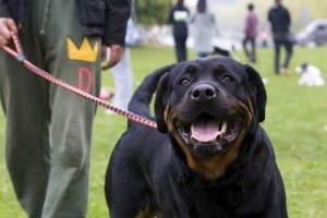 了解罗威纳犬的性格特征（以宠物为主，探究罗威纳犬的个性与习性）