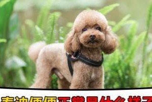 如何管理你家泰迪犬的大小便？（泰迪犬每天几次大小便，以及如何进行管理和培养定时排便习惯）