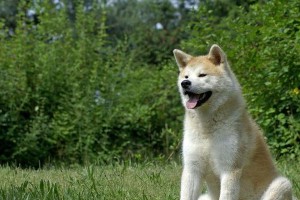 如何科学饲养夏季的秋田犬（从室温、饮食、运动到护理，让你的宠物健康快乐度过夏季）