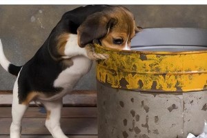 如何合理安排泰迪狗拉肚子的禁食时间？（泰迪狗拉肚子禁食时间的关键）