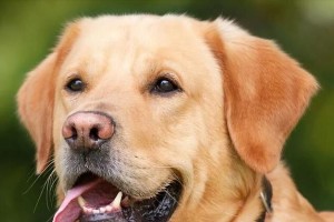 泰迪犬2个月后适合吃的水果（为你的泰迪宝宝提供丰富的水果选择）