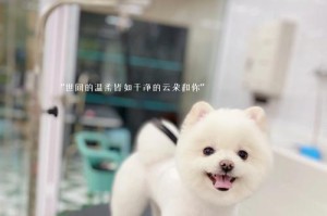 宠物博美犬为什么需要美容？（深入了解博美犬的毛发、健康与美容）