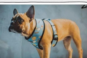 饲养法国斗牛犬的重要知识（了解禁食物，为宠物的健康着想）