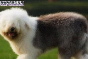 俄罗斯南部牧羊犬的饲养方法（养成健康快乐的宠物生活）