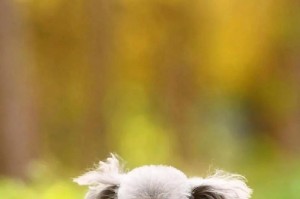 探索杜高犬舍的理想之地（发现杜高犬舍的新家园）