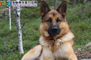 养护德国牧羊犬从入门到精通（实用技巧让你成为牧羊犬的最佳主人）