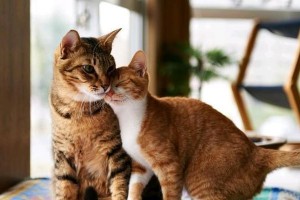 以英短与暹罗猫交配为主题的混种猫探索（探究英短与暹罗猫交配的影响和特点）