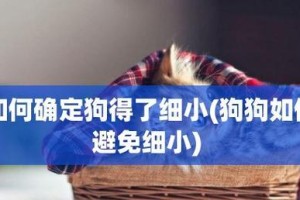 如何避免狗攻击？（宠物主人必读！）