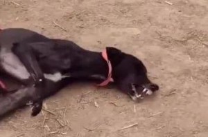 幼犬抽搐的症状及处理方法（如何判断幼犬抽搐的症状并采取正确的处理方法）