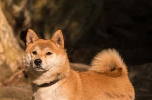 探寻吊大品种狗的魅力（解析吊大犬种）