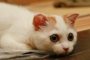 猫咪养殖全攻略——以宠物猫好养为主题（从选择品种到日常护理，让你轻松打造幸福家庭）