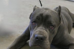 探秘以杜高犬比赛的魅力（从比赛规则到赛事盛况，揭秘以杜高犬比赛的精彩世界）
