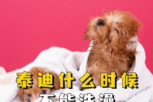 泰迪犬洗澡的最佳选择（找到适合泰迪犬的洗澡用品）
