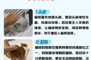 猫咪的喜怒哀乐（揭秘猫咪内心最深处的禁区，让你更了解你的小可爱。）