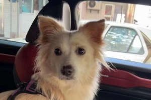 中型宠物狗的魅力与选择（探索适合你的中型犬伴侣）
