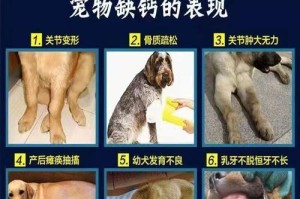促进狗狗骨折愈合的饮食方法（以正确的营养促进狗狗骨折愈合）