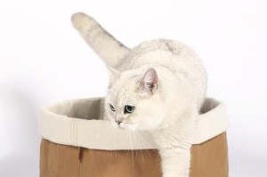 如何选择适合猫咪的窝？（探讨猫窝的选购技巧及注意事项）