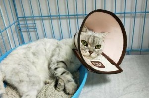 猫咪的医疗开销（探究两只猫的年度医疗账单，看看养猫是否真的贵得离谱！）