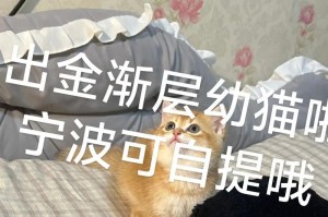 两个月大的小猫如何度过每一天（从摸索到探索，探寻小猫成长的点点滴滴）