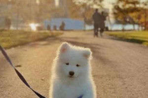 选择萨摩犬的最佳名字（萨摩犬名字选取的关键因素与技巧）