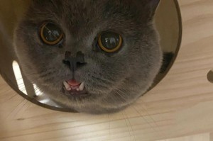 猫的舌头为何如此粗糙？（解析猫舌头的奥秘，揭开它的独特功能）