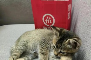 照顾刚生下的小猫的注意事项（细致入微的猫咪护理是关键）