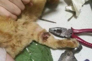 猫腿断了怎么办——药物治疗和护理指南（药物治疗和护理方法，帮助猫咪康复的关键步骤）