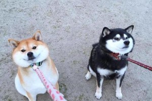 秋田犬与柴犬的差异（探究两种日本犬的特点和饲养经验）