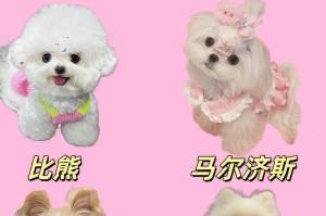 冬季如何养护宠物狗（带宠物出门要注意）