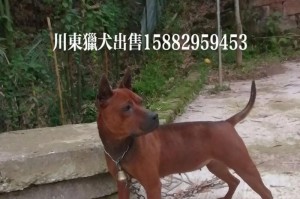 川东猎犬的饲养方法（如何让您的川东猎犬健康成长？）