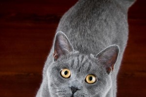 探秘以蓝猫的品种及其特点（解读以蓝猫的历史和特征，揭开这一神秘品种的面纱）