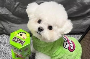 以纯泰迪犬为主题的价格指南（了解泰迪犬市场行情，掌握合理购买价）