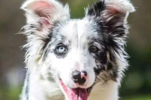 牧羊犬的常见疾病及防治方法（健康护航，让牧羊犬远离病痛）