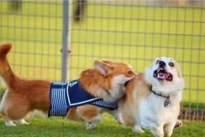 柯基犬断尾绳选用与使用方法解析（选择适合柯基犬断尾的绳材及正确使用技巧）