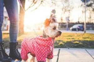 出门遛狗必知（宠物犬不可忽略的注意事项）