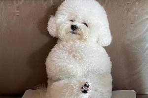 狗为什么会害眼？（探究狗对人眼健康的影响及防护方法）