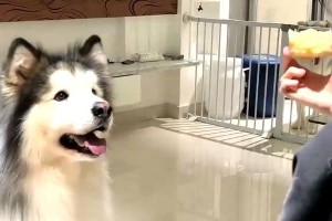 探讨阿拉斯加幼犬每天吃苹果的适量及频率（了解幼犬饮食需求，指导每日苹果摄入量）