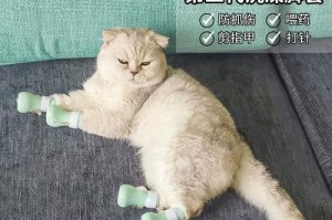 为什么小猫咪会咬人？（探究宠物猫咪咬人行为的原因及解决方法）