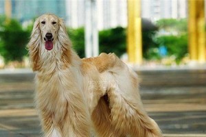 适合哪些人群养阿富汗猎犬？（从外观到性格，全方位了解阿富汗猎犬，拥有它的你不后悔！）