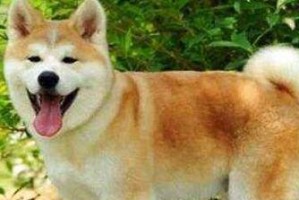 如何合理饲养秋田犬？（从食物到运动，全面掌握秋田犬的饲养方法）