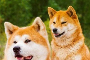 如何让秋田犬快速成长？（宠物饮食、运动、健康三大要点揭秘）