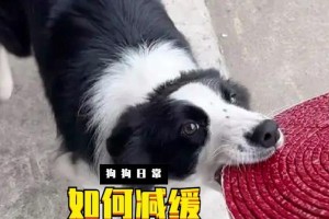 狗对声音的敏感程度有哪些？（揭秘狗的听觉世界，了解它们的超凡听力能力）