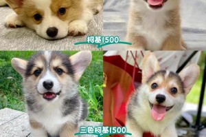 如何选择一只优质的柯基幼犬（挑选品相好的柯基幼犬的方法与技巧）