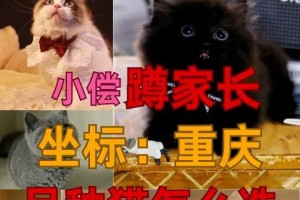 如何饲养短毛猫（以宠物为主，让你的短毛猫健康成长）