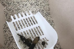 揭开猫大便颜色的秘密（了解猫大便颜色的变化，守护宠物健康）