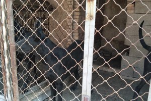 黑狼犬尾巴的特点与意义（探索黑狼犬尾巴的形态、功能和行为）