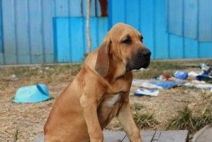 巴西菲勒犬的饲养方法（了解巴西菲勒犬的特点、食物要求、健康护理和训练技巧）